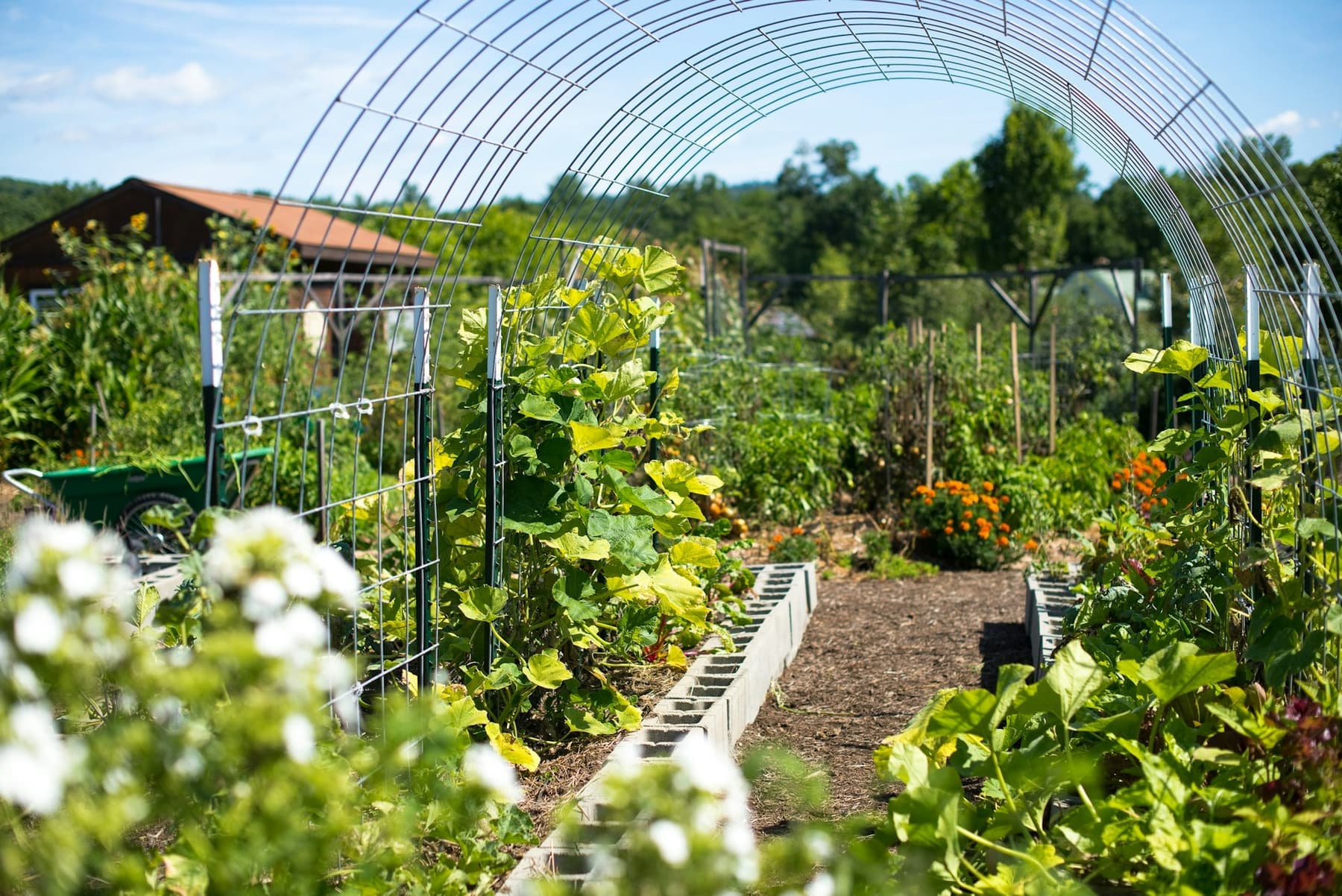 Les planches et le tunnel du potager