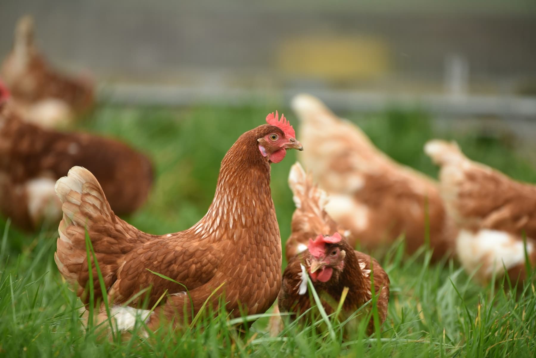 Les poules dans le pré